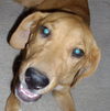 Trevor