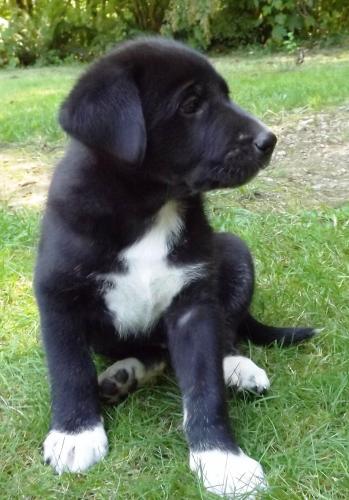 MrPibb RootBeer (1 available boy)