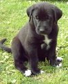 MrPibb RootBeer (1 available boy)