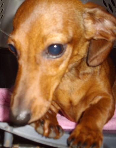 Lizzie