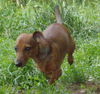 Lizzie