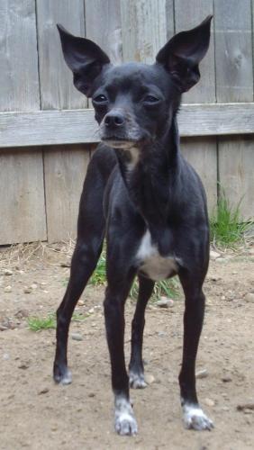 Mini italian best sale greyhound chihuahua mix