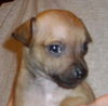 Snickerdoodle