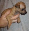 Snickerdoodle