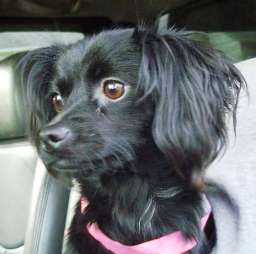 Suri