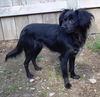 Suri