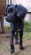 Suri