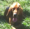 Hubert