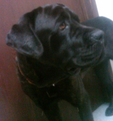 Lucia
