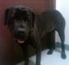 Lucia