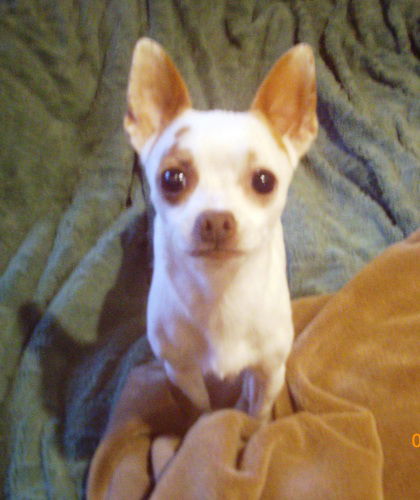 Twinkie