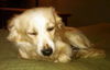 Howie