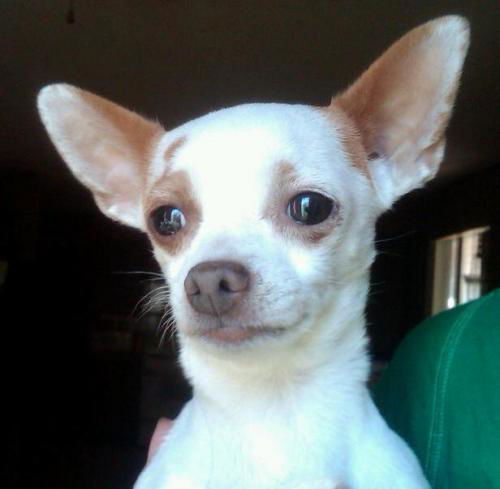 Twinkie