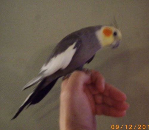 Tiel