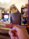 Tiel