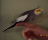Tiel