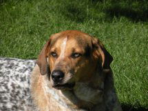 Sawyer