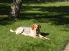 Sawyer