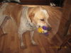 Spencer