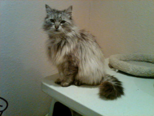 Sylvie