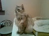 Sylvie