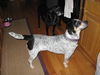 Speckles