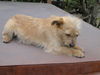 Trixie