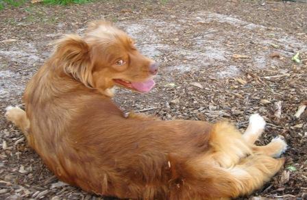 Corgi duck hot sale toller mix