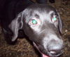 Winston