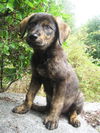 Shasta