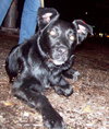 Murphy