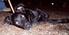 Murphy