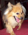 Snickers