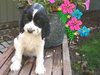 Molly