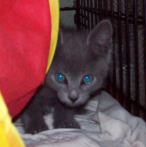 Thomas