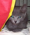 Thomas