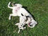 Spotty