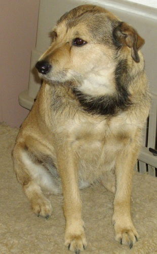 Suki
