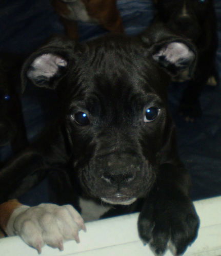 Toby