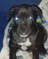 Toby