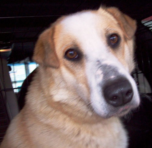 Shasta