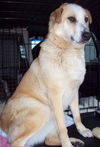 Shasta