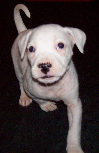 Snowbell