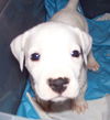 Snowbell