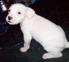 Snowbell