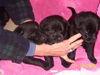 Litter of 10