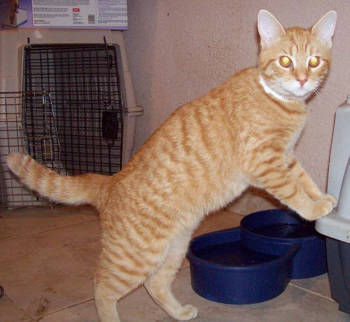 Linx