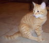 Linx