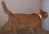 Linx