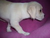 Mindy